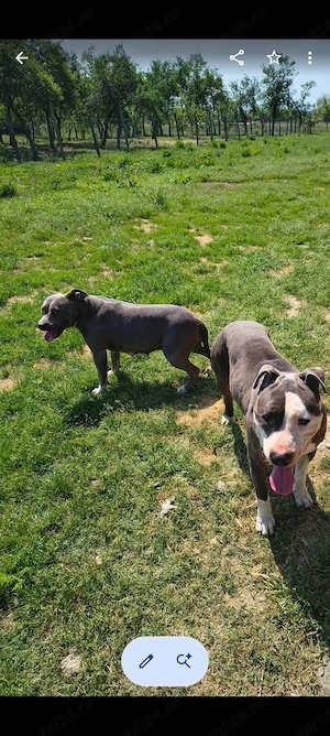 Amstaff blue pereche 