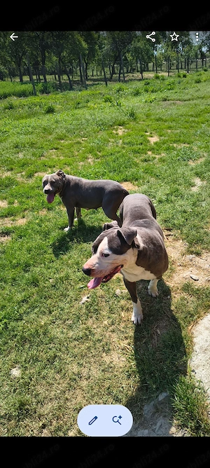 Amstaff blue pereche  - imagine 2