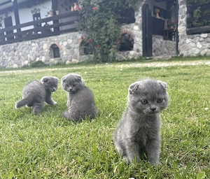 Scottish fold  - imagine 3