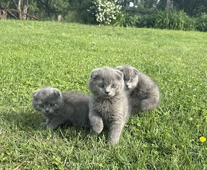 Scottish fold și beittish sorthair