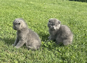 Scottish fold  - imagine 2