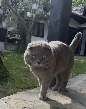 Scottish fold  - imagine 5