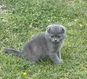 Scottish fold  - imagine 4