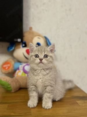 British Shorthair silver  - imagine 2