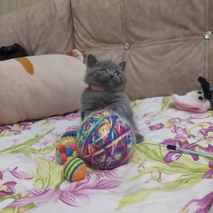 British Shorthair 