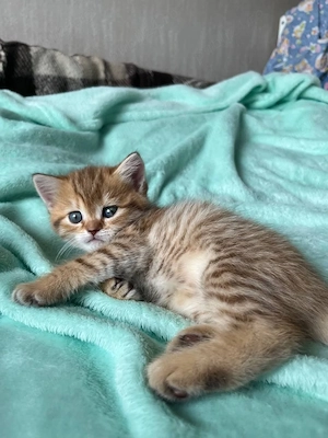 British shorthair puișori - imagine 2