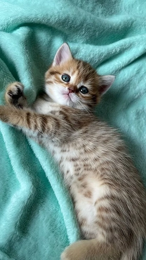 American Shorthair