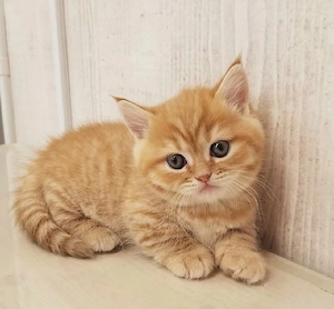 british shorthair  - imagine 2