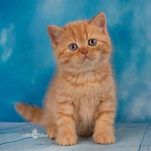 british shorthair  - imagine 3