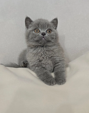 British shorthair Blue 