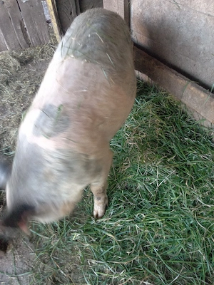 vand porci 
