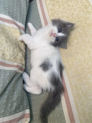 British Shorthair color  - imagine 3