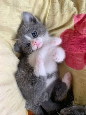 British Shorthair color  - imagine 2