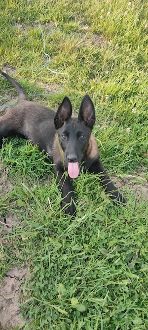 Căței Belgian Malinois 