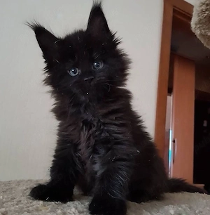 puiut maine coon  - imagine 2