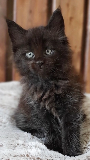 puiut maine coon  - imagine 3