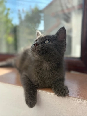 Adoptie pisoi 2 luni 