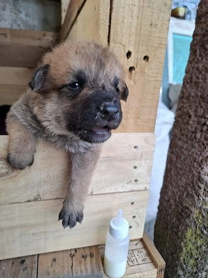 Căței husky malinois