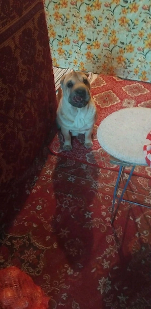 Shar Pei Adorabila  - imagine 3