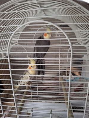 Familie Nimfe + colivie si 1 Femela perus + colivie - imagine 2