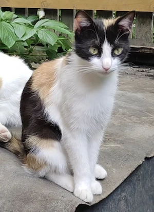 ofer spre adopție pisica 