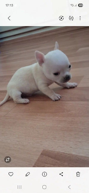 băiețel chihuahua 
