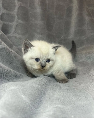ragdoll iubitor si foarte jucaus 