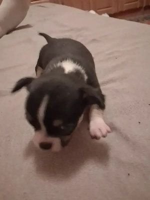 puiuti chihuahua 