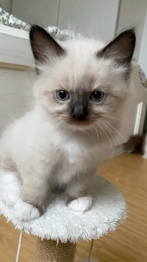 Ragdoll disponibil  - imagine 2