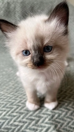 Ragdoll disponibil  - imagine 3