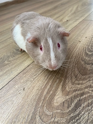 Porcusor de guineea mascul