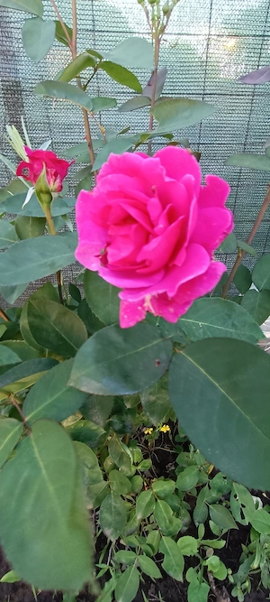 De vânzare teren in Cartierul Florilor la granița cu sectorul 5 - imagine 2