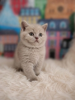 pui fetiță British Shorthair ORADEA  - imagine 2