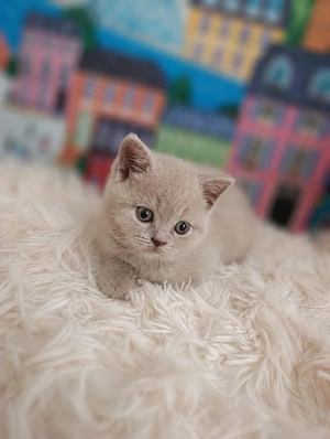 pui fetiță British Shorthair ORADEA  - imagine 3