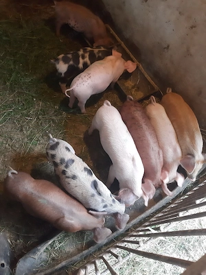 purcei de vânzare 