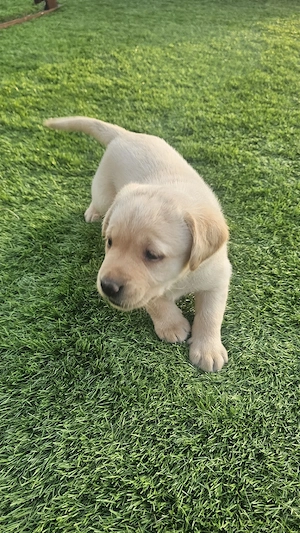 Labrador Retriever Pedigree tip A - imagine 3