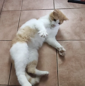 Ofer spre adopție pisica Buzău 