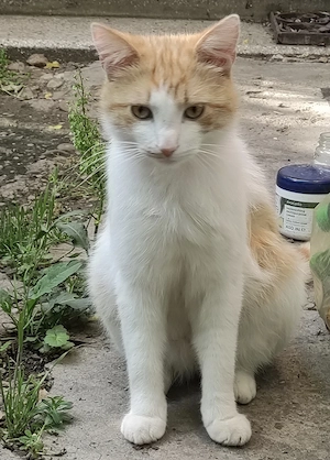 Ofer spre adopție pisica Buzău  - imagine 2