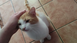 Ofer spre adopție pisica Buzău  - imagine 5