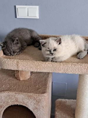 British shorthair