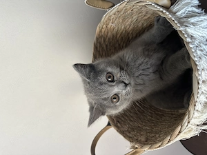 Puiuți british shorthair - imagine 3