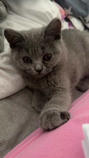Puiuți british shorthair - imagine 4