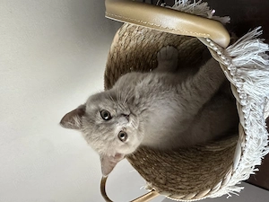 Puiuți british shorthair - imagine 2