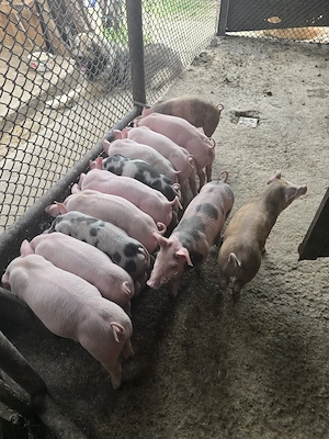 Vând porci rasa pietrean cu landras 