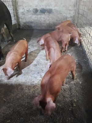 vand purcei duroc