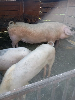 porci de vânzare  - imagine 4