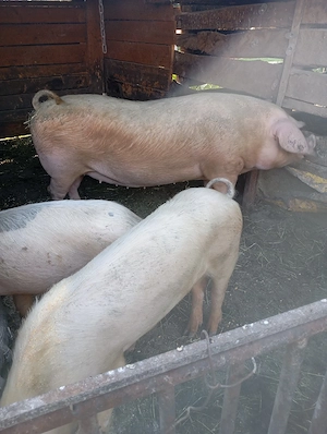 porci de vânzare  - imagine 2