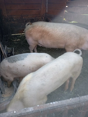 porci de vânzare  - imagine 3