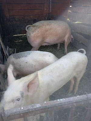 porci de vânzare 