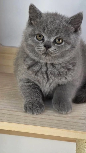 British shorthair blue puiuț  - imagine 2